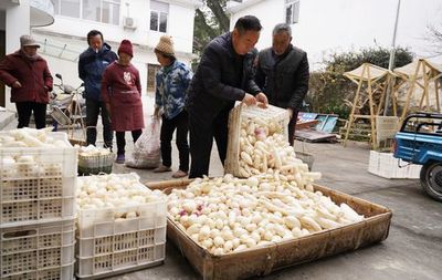 双莲村 村企产销协作，农产品顺利“出山入市”